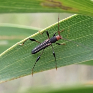 Amphirhoe sloanei at Cook, ACT - 19 Feb 2021