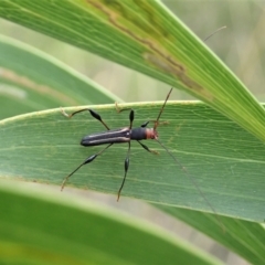 Amphirhoe sloanei at Cook, ACT - 19 Feb 2021