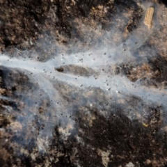 Embioptera (order) (Unidentified webspinner) at Cook, ACT - 21 Feb 2021 by CathB