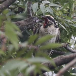 Eudynamys orientalis at Higgins, ACT - 21 Feb 2021