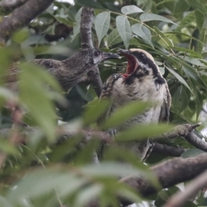 Eudynamys orientalis at Higgins, ACT - 21 Feb 2021