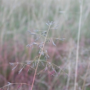 Eragrostis curvula at Hackett, ACT - 19 Feb 2021 07:22 PM