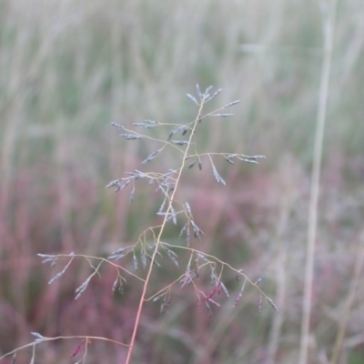 Eragrostis curvula (African Lovegrass) at Hackett, ACT - 19 Feb 2021 by waltraud