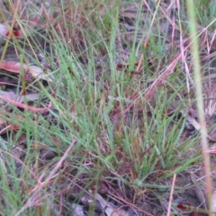 Eragrostis curvula at Hackett, ACT - 19 Feb 2021 07:22 PM