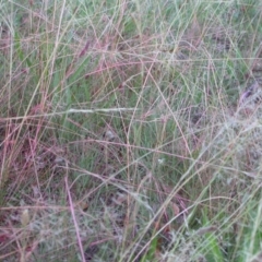 Eragrostis curvula at Hackett, ACT - 19 Feb 2021 07:22 PM