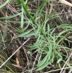 Erigeron canadensis (Canadian Fleabane) at Lake George, NSW - 18 Feb 2021 by rainer