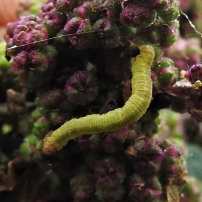 Geometridae (family) IMMATURE (Unidentified IMMATURE Geometer moths) at Booth, ACT - 21 Feb 2021 by JohnBundock