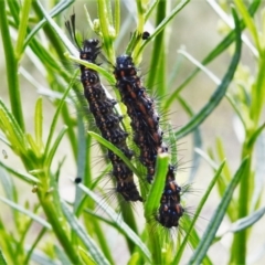 Nyctemera amicus (Senecio Moth, Magpie Moth, Cineraria Moth) at Paddys River, ACT - 16 Feb 2021 by JohnBundock