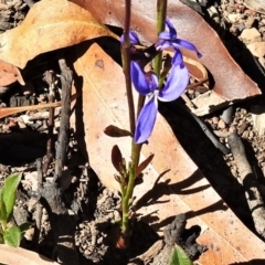 Lobelia dentata/gibbosa (Lobelia dentata or gibbosa) at Mount Clear, ACT - 20 Feb 2021 by JohnBundock