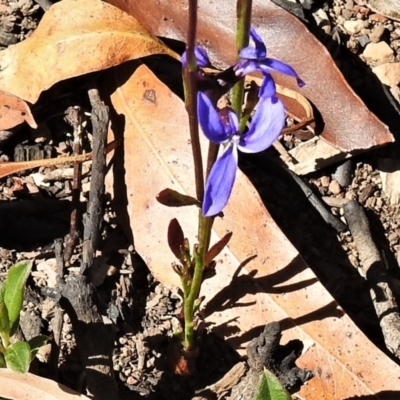 Lobelia dentata/gibbosa (Lobelia dentata or gibbosa) at Mount Clear, ACT - 21 Feb 2021 by JohnBundock