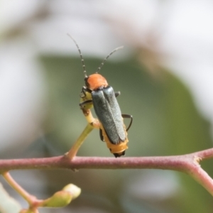 Chauliognathus tricolor at Fyshwick, ACT - 10 Feb 2021 03:54 PM