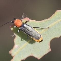 Chauliognathus tricolor at Fyshwick, ACT - 10 Feb 2021 03:54 PM