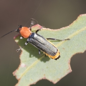 Chauliognathus tricolor at Fyshwick, ACT - 10 Feb 2021