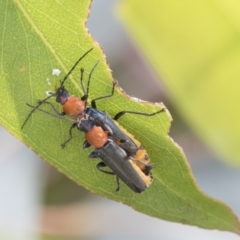 Chauliognathus tricolor at Fyshwick, ACT - 10 Feb 2021 03:54 PM