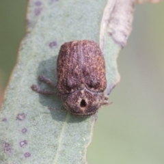 Cadmus sp. (genus) (Unidentified Cadmus leaf beetle) at Fyshwick, ACT - 10 Feb 2021 by AlisonMilton