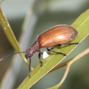 Ecnolagria grandis at Fyshwick, ACT - 10 Feb 2021