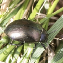 Chalcopteroides spectabilis (Rainbow darkling beetle) at Fyshwick, ACT - 10 Feb 2021 by AlisonMilton