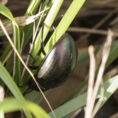 Chalcopteroides spectabilis at Fyshwick, ACT - 10 Feb 2021