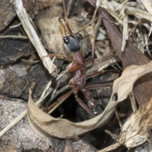 Myrmecia nigriceps at Fyshwick, ACT - 10 Feb 2021 04:10 PM