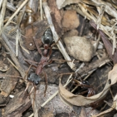 Myrmecia nigriceps at Fyshwick, ACT - 10 Feb 2021 04:10 PM