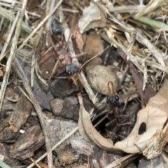 Myrmecia nigriceps at Fyshwick, ACT - 10 Feb 2021 04:10 PM