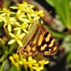 Heteronympha solandri at Cotter River, ACT - 20 Feb 2021