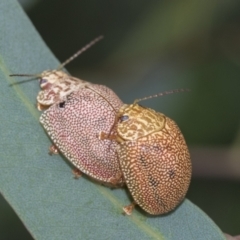 Paropsis atomaria (Eucalyptus leaf beetle) at Fyshwick, ACT - 10 Feb 2021 by AlisonMilton