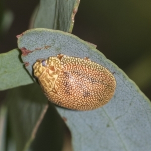 Paropsis atomaria at Fyshwick, ACT - 10 Feb 2021 04:22 PM