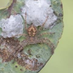 Sparassidae (family) (A Huntsman Spider) at Fyshwick, ACT - 9 Feb 2021 by AlisonMilton