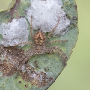 Sparassidae (family) at Fyshwick, ACT - 10 Feb 2021 10:36 AM