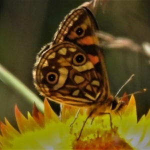 Oreixenica latialis at Cotter River, ACT - suppressed