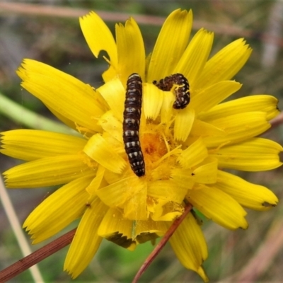 Noctuidae unclassified IMMATURE moth (Immature Noctuidae Moth) at Cotter River, ACT - 20 Feb 2021 by JohnBundock