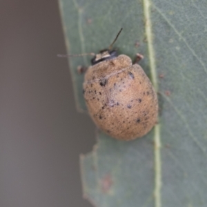 Trachymela sp. (genus) at Fyshwick, ACT - 10 Feb 2021