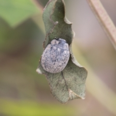 Trachymela sp. (genus) at Fyshwick, ACT - 10 Feb 2021