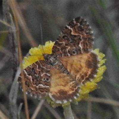 Chrysolarentia heterotropa (White-lined Carpet) at Namadgi National Park - 20 Feb 2021 by JohnBundock