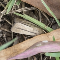 Leucania diatrecta (A Noctuid moth) at Fyshwick, ACT - 10 Feb 2021 by AlisonMilton