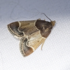 Pyralis farinalis (Meal Moth) at Higgins, ACT - 13 Feb 2021 by AlisonMilton