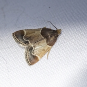 Pyralis farinalis at Higgins, ACT - 13 Feb 2021