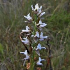 Paraprasophyllum alpestre (Mauve leek orchid) at Cotter River, ACT - 20 Feb 2021 by JohnBundock