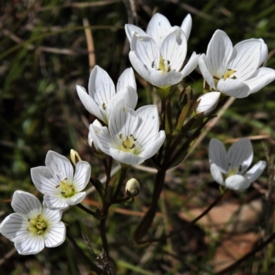 Gentianella muelleriana subsp. jingerensis (Mueller's Snow-gentian) at Cotter River, ACT - 20 Feb 2021 by JohnBundock