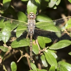 Anax papuensis (Australian Emperor) at Higgins, ACT - 11 Feb 2021 by AlisonMilton