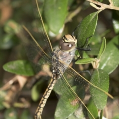 Anax papuensis at Higgins, ACT - 11 Feb 2021 07:17 AM