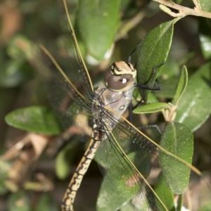 Anax papuensis at Higgins, ACT - 11 Feb 2021