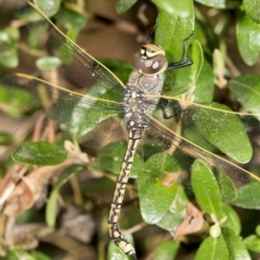 Anax papuensis at Higgins, ACT - 11 Feb 2021 07:17 AM