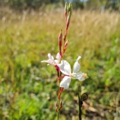 Oenothera lindheimeri (Clockweed) at O'Malley, ACT - 20 Feb 2021 by Mike