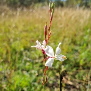 Oenothera lindheimeri at O'Malley, ACT - 21 Feb 2021