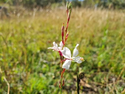 Oenothera lindheimeri (Clockweed) at O'Malley, ACT - 21 Feb 2021 by Mike