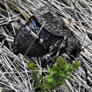 Acripeza reticulata at Cotter River, ACT - 20 Feb 2021