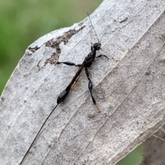 Stephanidae (family) at Murrumbateman, NSW - 21 Feb 2021 04:27 PM