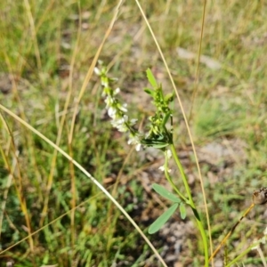 Melilotus albus at O'Malley, ACT - 21 Feb 2021 09:25 AM